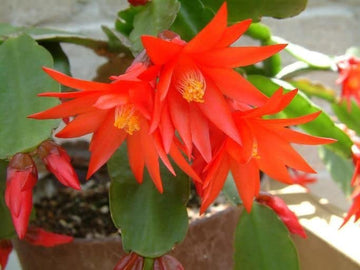 Organic Deep Red Schlumbergera Flower Seeds for Planting – Heirloom, Non-GMO