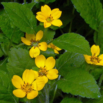 Chrysogonum Flower Seeds for Planting, Heirloom, Non-GMO Seeds