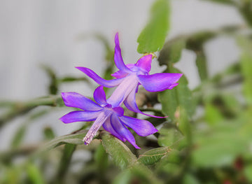 Violet Zygocactus Truncatus Flower Seeds for Planting - Non-GMO, Heirloom Garden Seeds