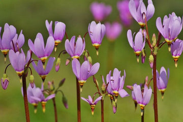Purple Dodecatheon Flower Seeds for Planting, NON GMO Seeds