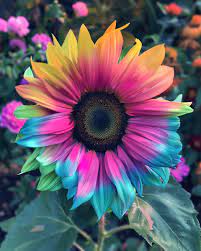 Rainbow Sunflower Seeds for Planting – Grow Colorful, Non-GMO, Easy-to-Grow Blooms in Your Garden