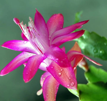 Heirloom Purple Zygocactus Truncatus Flower Seeds for Planting - Vibrant Blooming Succulent Seeds