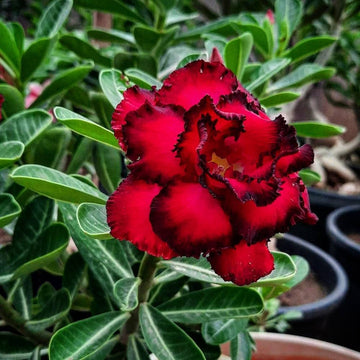 Black Red Adenium Obesum Flower Seeds for Planting - Non GMO seeds