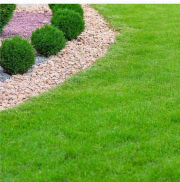 Sun-Tolerant Grass Seeds