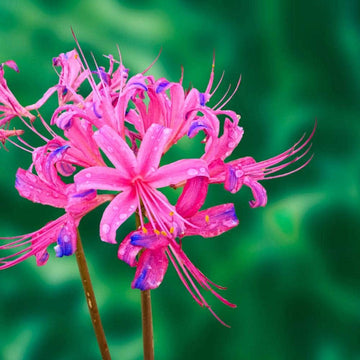 Lycoris Flower Seeds for Planting NON GMO Seeds