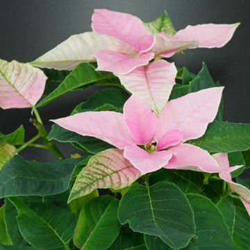 Heirloom Light Pink Euphorbia Pulcherrima Flower Seeds for Planting, Non-GMO