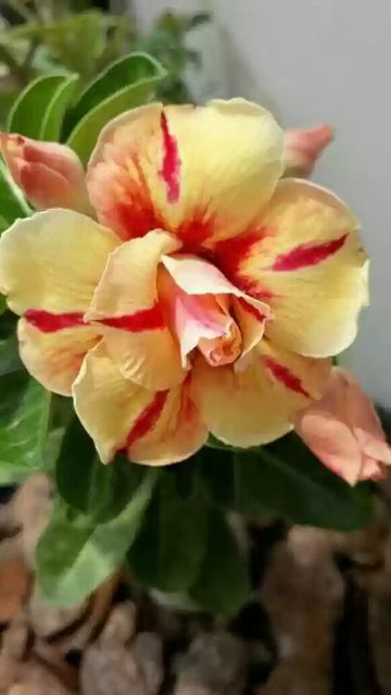 Yellow Red Bellfarm Flower Seeds for Planting, NON GMO Seeds