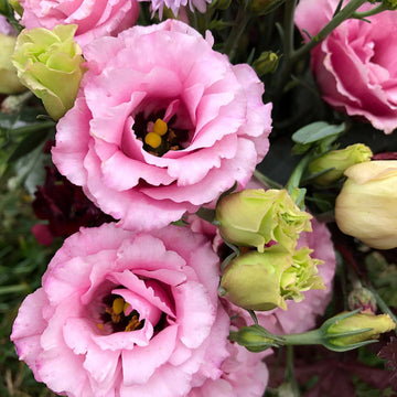 Pink Lisianthus Flower Seeds for Planting - Heirloom, NON-GMO Seeds - Beautiful Garden Blooms