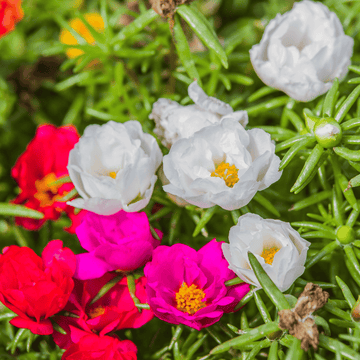 White Pink Moss Rose Plant Seeds for Planting Non-GMO Heirloom Garden Seeds for Growing Beautiful Flowers