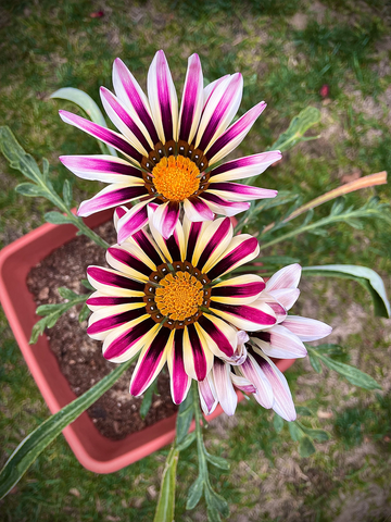 White Purple Gazania Seeds for Planting – Organic, Heirloom, Non-GMO Flower Seeds