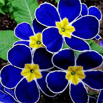 Blue Yellow Pansy Seeds for Planting – Organic Heirloom Non-GMO Flower Seeds