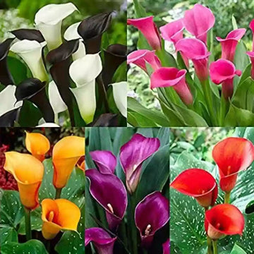 Mixed Calla Lily Flower Seeds for Planting - NON GMO Seeds