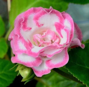Pink White Gloxinia Flower Planting Seeds for Garden NON GMO Seeds