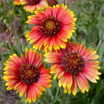 Yellow Red Aristata Flower Seeds for Planting - NON GMO Seeds