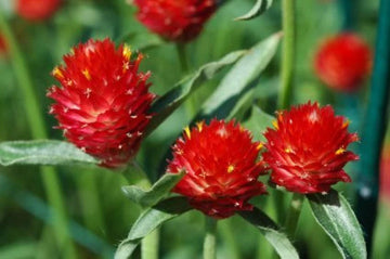 Heirloom Gomphrena Seeds – Non-GMO Flower Seeds for Planting