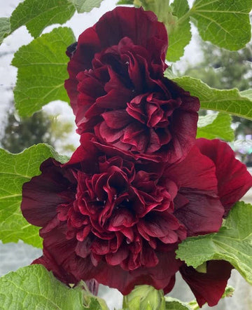 Organic Maroon Hollyhock Flower Seeds for Planting – Heirloom, Non-GMO