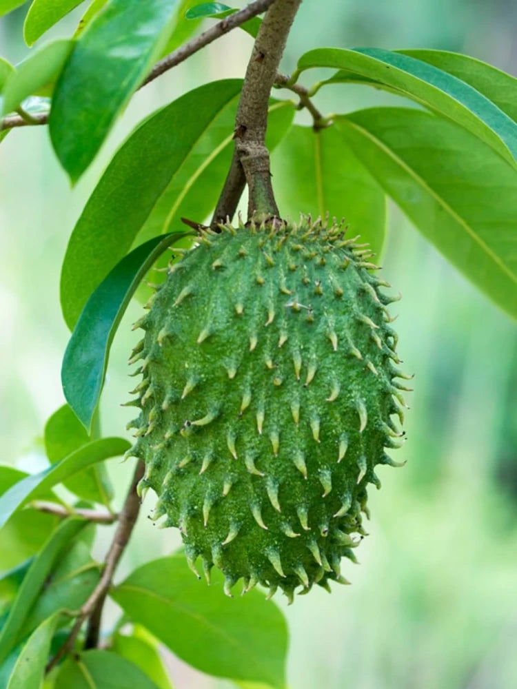 Annona muricata soursop guanabana fruit seeds