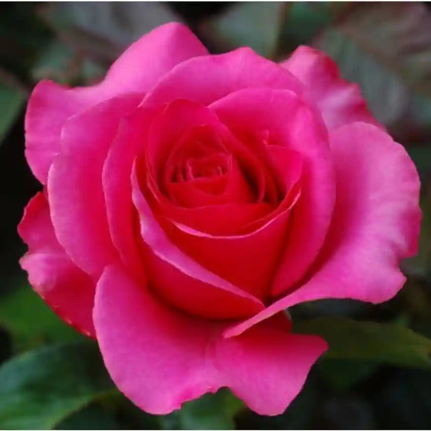 Red Pink Rose Flower Seeds for Planting - Heirloom, NON-GMO, Easy to Grow Garden Blooms for planting in your garden.