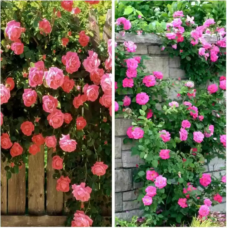 Climbing Flower Seeds for Planting - NON GMO Seeds seeds for planting in home garden
