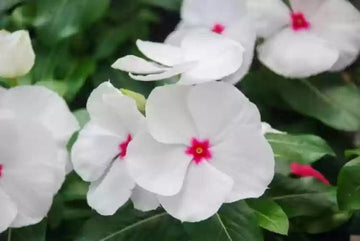White Vinca Rosea Plant Seeds for Planting - Non-GMO Heirloom Garden Seeds for Growing