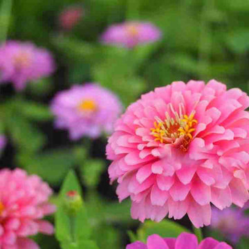 Zinnia Flower Seeds for Planting – Light Pink Blooms, Non-GMO, Heirloom Seeds