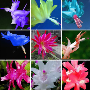 Mixed Zygocactus Truncatus Flower Seeds for Planting- Heirloom Seeds for Garden