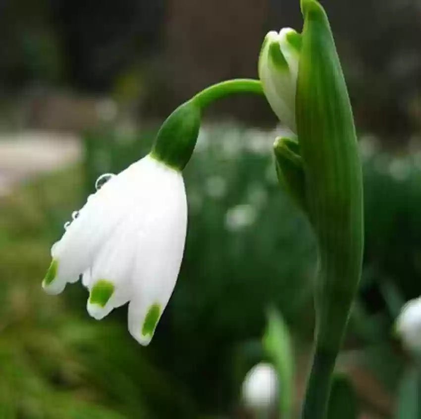 White Galanthus Nivalis Flower Seeds for Planting - NON GMO Seeds seeds for planting in home garden