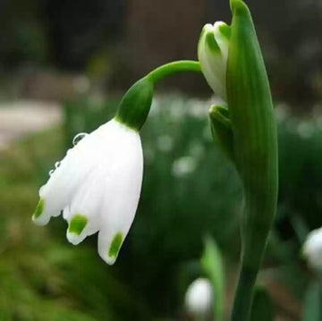 White Galanthus Nivalis Flower Seeds for Planting - NON GMO Seeds
