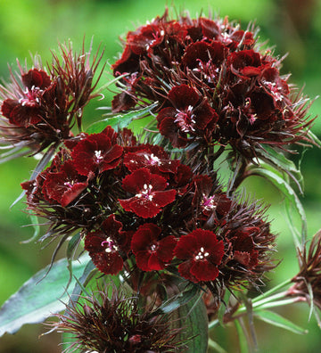 Maroon William Dianthus Flower Seeds for Planting - NON GMO Seeds