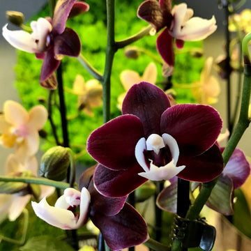 Chocolate Phalaenopsis Orchid Flower Seeds for Planting - Non GMO seeds
