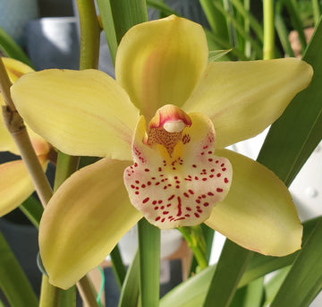 Heirloom Cymbidium Orchid Seeds - Non-GMO Planting Flower Seeds