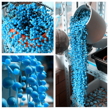 Heirloom Non-GMO Pearl Chlorophytum Herb Seeds – Easy-Grow Indoor Plant Seeds