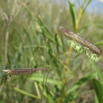 Alberta Buffalo Grass (Bouteloua dactyloides) – Drought-Tolerant, Low-Maintenance Lawn Solution