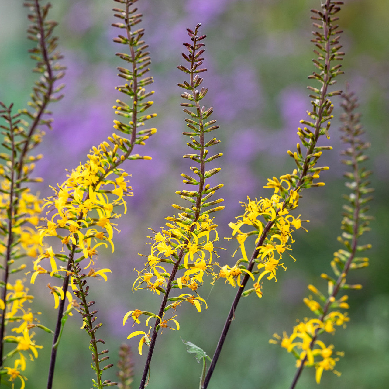 Heirloom Non-GMO Ligularia przewalskii Flower Seeds | Przewalski's Golden Ray for Moist, Shaded Gardens - Non-GMO for planting in home garden