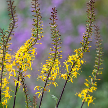 Heirloom Non-GMO Ligularia przewalskii Flower Seeds | Przewalski's Golden Ray for Moist, Shaded Gardens