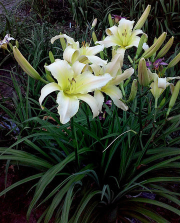 Heirloom Hemerocallis Lady Elizabeth Flower Seeds for Planting, Non-GMO