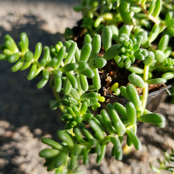 Organic Heirloom Non-GMO Green Sedum Album Seeds for Planting – Succulent Ground Cover