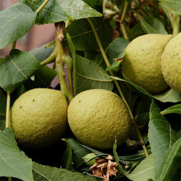 Black Walnut Fruit Seeds