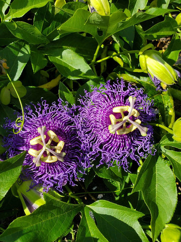 Heirloom Non-GMO Passion Flower Passiflora Seeds for Planting – Exotic Climbing Vine Blooms
