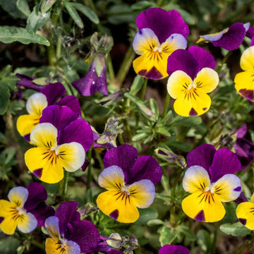 Heirloom Non-GMO Viola Tricolor Flower Seeds for Planting – Colorful Edible Blooms