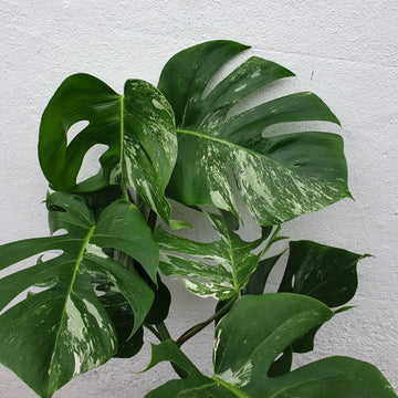 Heirloom Variegata Plant Seeds, Non-GMO Decorative Foliage Seeds for Unique Garden Planting