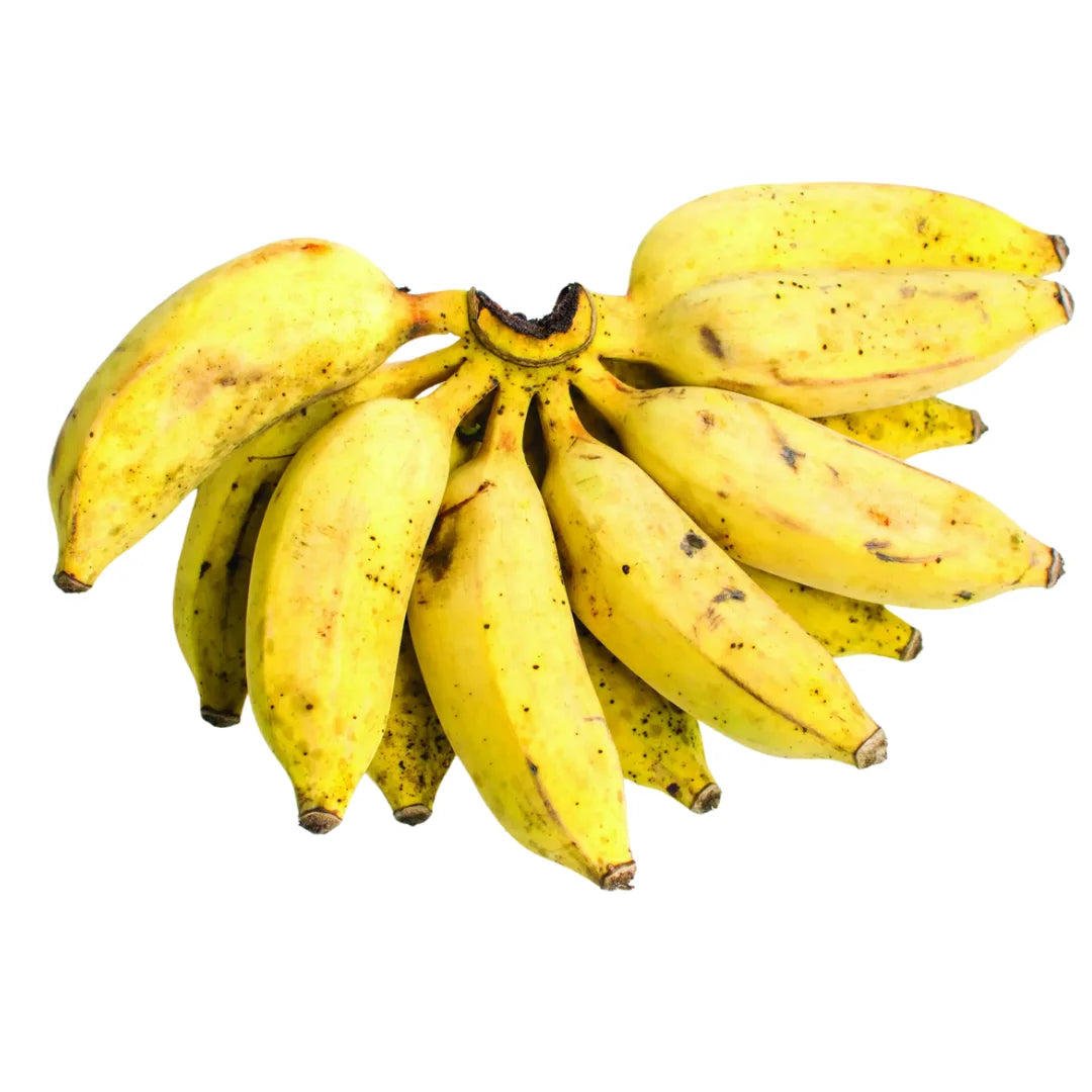 Goldfinger banana fruit tree seeds