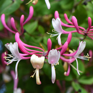 Heirloom Cape Honeysuckle Flower Seeds, Non-GMO Vibrant Blooms for Planting