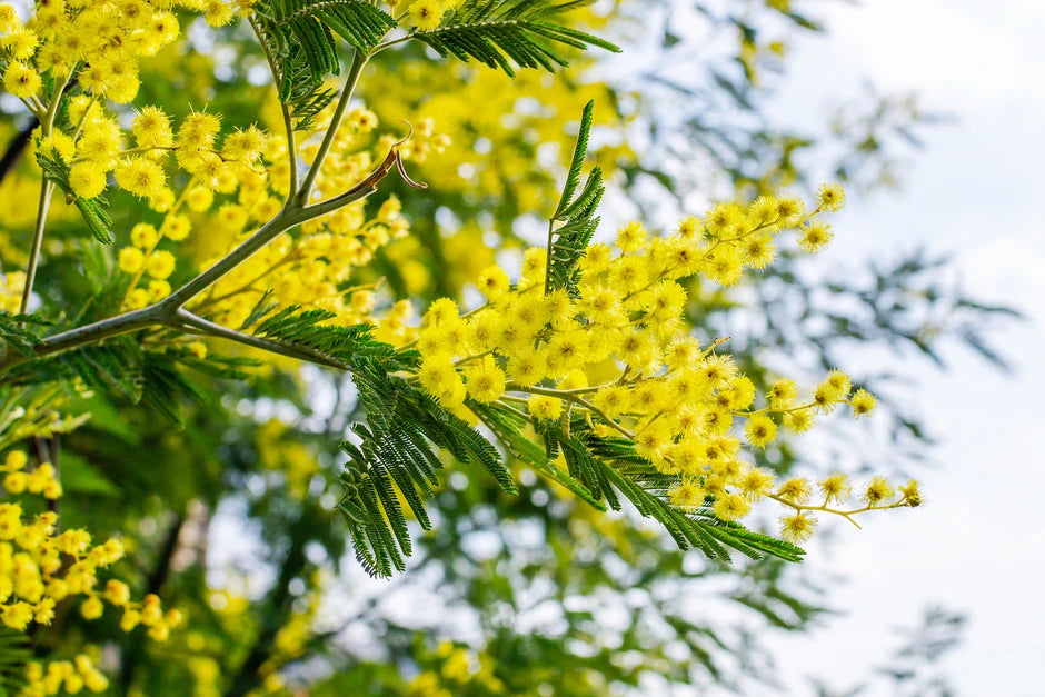 Heirloom Dealbata Mimosa Flower Seeds, Non-GMO Fragrant Yellow Blooms for Garden Planting for planting in home garden