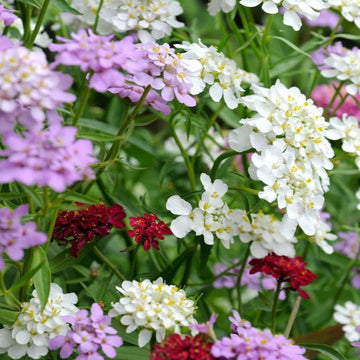 Heirloom Mixed Candytuft Flower Seeds, Non-GMO Colorful Blooms for Planting