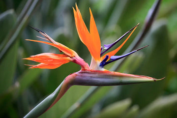 Bird of Paradise Plant Seeds for Planting, Heirloom, Non-GMO