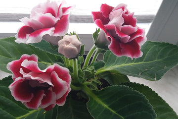 Heirloom Non-GMO Gloxinia Flower Seeds for Planting – Vibrant Indoor Blooming Houseplant Seeds
