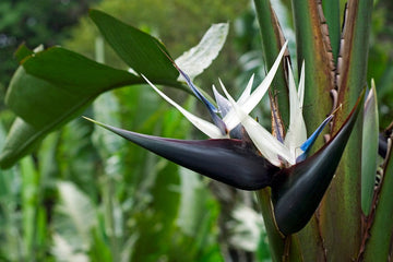 Heirloom Non-GMO Cream Strelitzia Reginae Flower Seeds for Planting – Bird of Paradise Seeds