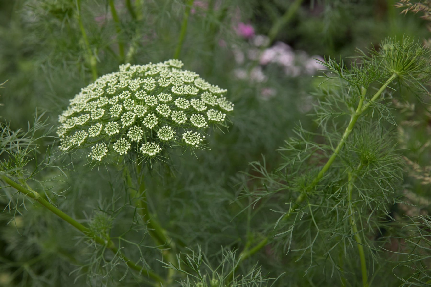 Heirloom Non-GMO Ammi Visnaga Flower Seeds for Planting – Lacy White Medicinal and Ornamental Blooms - Non-GMO for planting in home garden