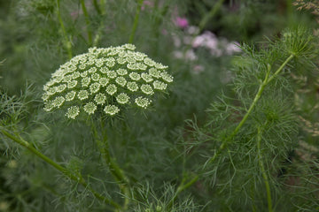 Heirloom Non-GMO Ammi Visnaga Flower Seeds for Planting – Lacy White Medicinal and Ornamental Blooms